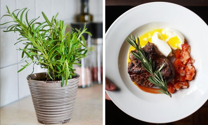 15 گل آپارتمانی مفید برای سلامت و اثرات معجزهآسای آنها!