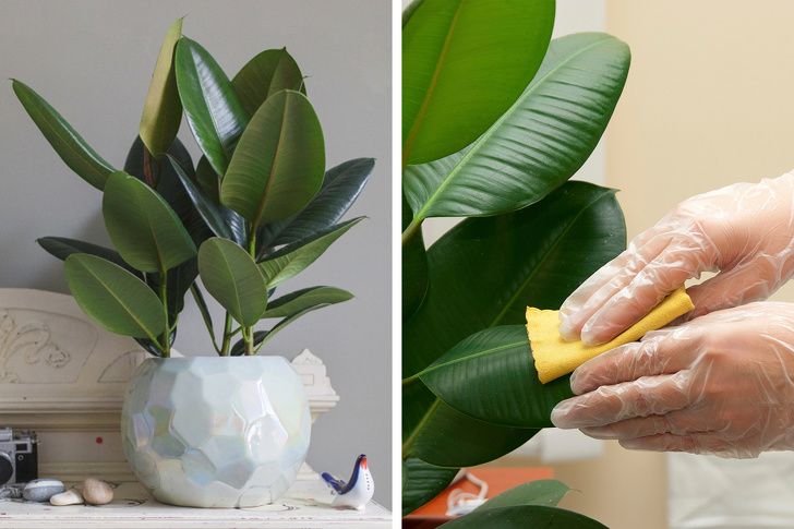 15 گل آپارتمانی مفید برای سلامت و اثرات معجزهآسای آنها!