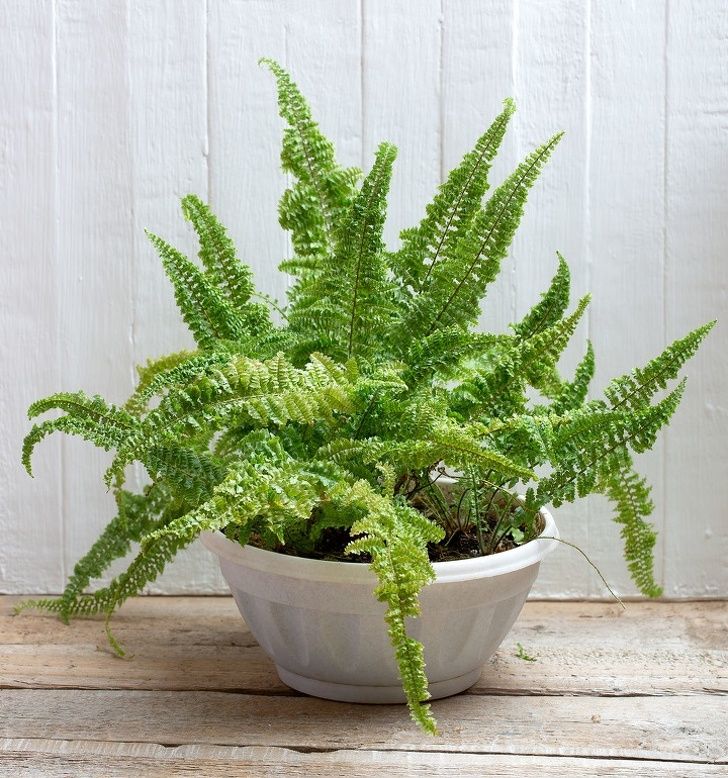 15 گل آپارتمانی مفید برای سلامت و اثرات معجزهآسای آنها!