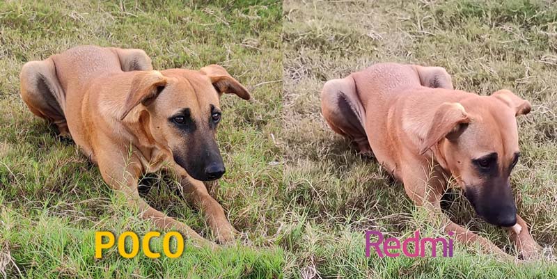 بهترین میان رده بازار