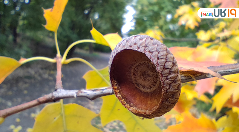 لنز ماکرو شیائومی 12t pro