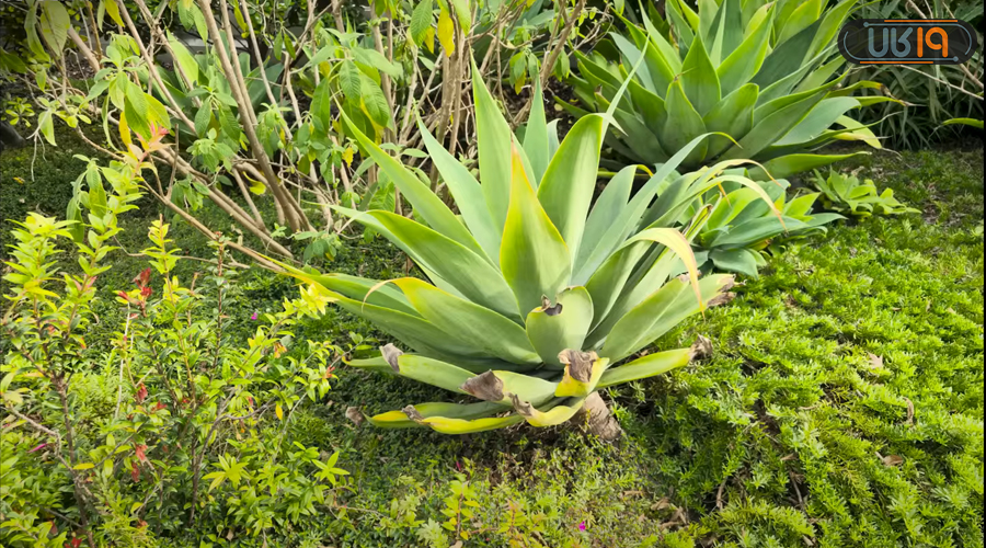 بررسی گلکسی S23 Ultra در تجربه عکاسی با دوربین اصلی